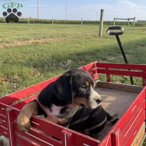 Jackie, Greater Swiss Mountain Dog Puppy