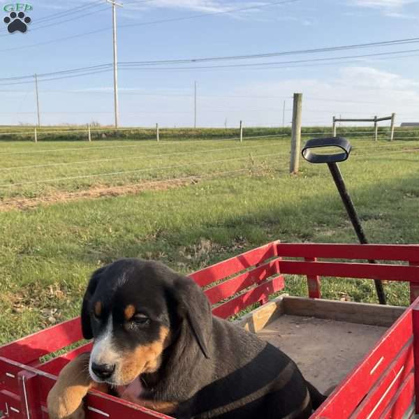 Jackie, Greater Swiss Mountain Dog Puppy