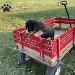 Jackie, Greater Swiss Mountain Dog Puppy