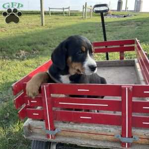 Jackie, Greater Swiss Mountain Dog Puppy