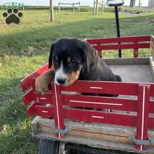 Jackie, Greater Swiss Mountain Dog Puppy