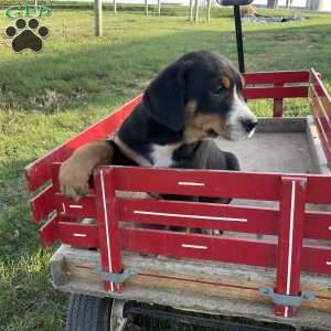 Jackie, Greater Swiss Mountain Dog Puppy