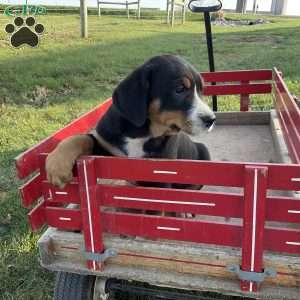 Jackie, Greater Swiss Mountain Dog Puppy