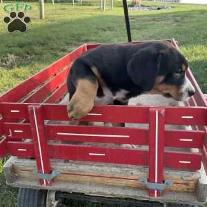 Jackie, Greater Swiss Mountain Dog Puppy