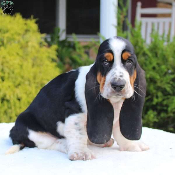 Rubble, Basset Hound Puppy