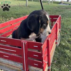 Mike, Greater Swiss Mountain Dog Puppy