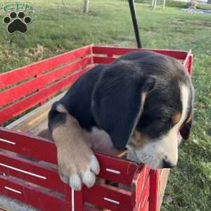 Mike, Greater Swiss Mountain Dog Puppy