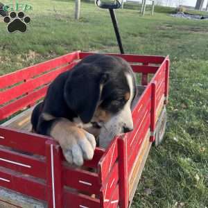 Mike, Greater Swiss Mountain Dog Puppy