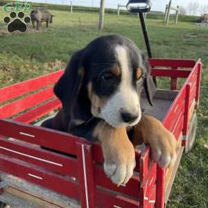 Mike, Greater Swiss Mountain Dog Puppy