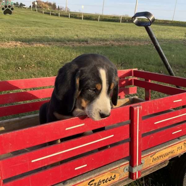 Mike, Greater Swiss Mountain Dog Puppy