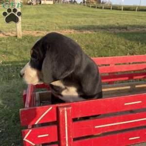 Mike, Greater Swiss Mountain Dog Puppy