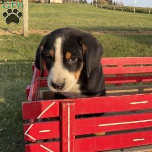 Mike, Greater Swiss Mountain Dog Puppy