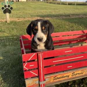 Mike, Greater Swiss Mountain Dog Puppy