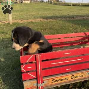 Mike, Greater Swiss Mountain Dog Puppy