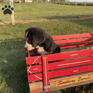 Mike, Greater Swiss Mountain Dog Puppy