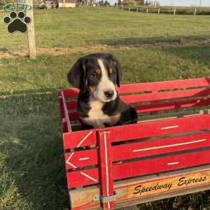 Mike, Greater Swiss Mountain Dog Puppy