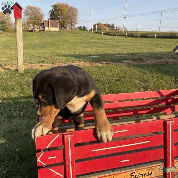 Conner, Greater Swiss Mountain Dog Puppy