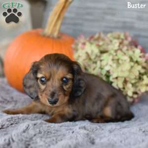 Buster, Dachshund Puppy