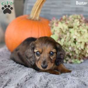 Buster, Dachshund Puppy