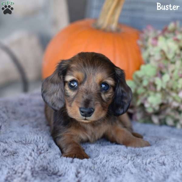 Buster, Dachshund Puppy