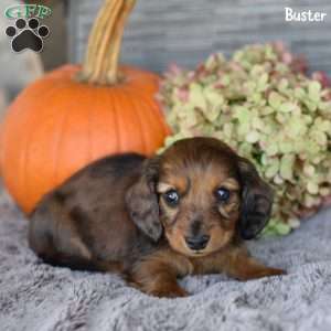 Buster, Dachshund Puppy