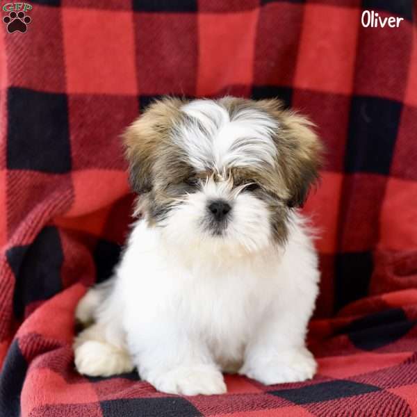 Oliver, Shih Tzu Puppy