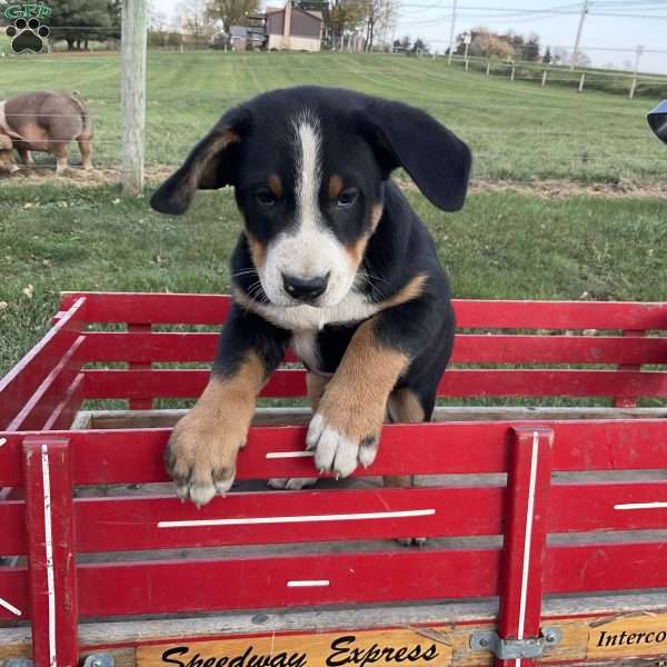 Alex, Greater Swiss Mountain Dog Puppy