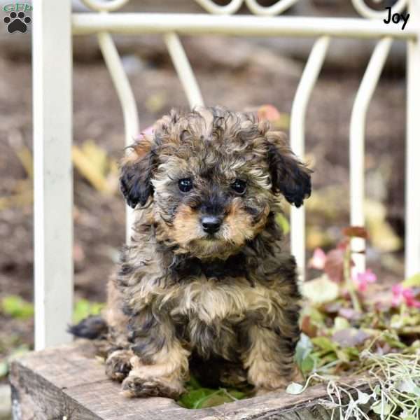 Joy, Toy Poodle Puppy