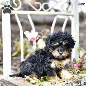 June, Toy Poodle Puppy