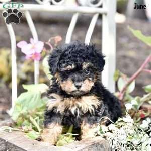 June, Toy Poodle Puppy