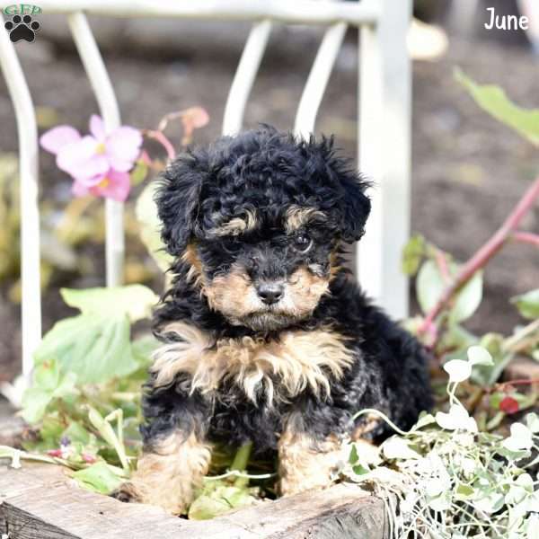 June, Toy Poodle Puppy