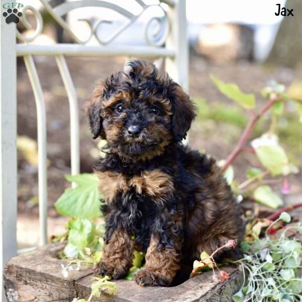 Jax, Toy Poodle Puppy