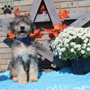 Skye, Mini Bernedoodle Puppy