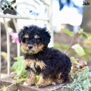 Jade, Toy Poodle Puppy