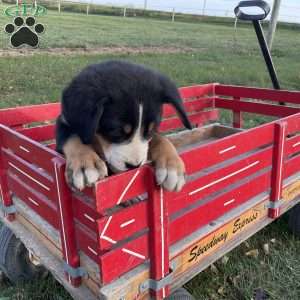 Toby, Greater Swiss Mountain Dog Puppy