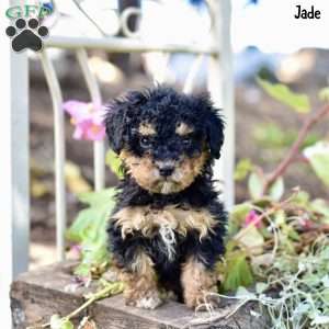 Jade, Toy Poodle Puppy