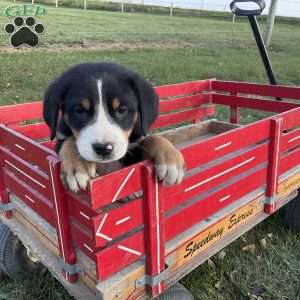 Toby, Greater Swiss Mountain Dog Puppy