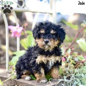 Jade, Toy Poodle Puppy