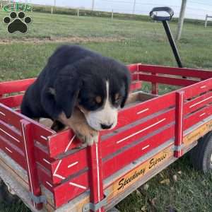 Toby, Greater Swiss Mountain Dog Puppy