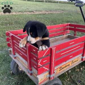 Toby, Greater Swiss Mountain Dog Puppy