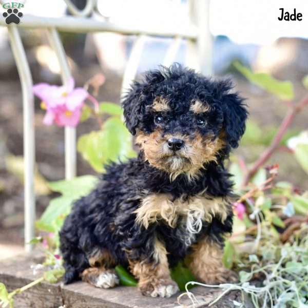 Jade, Toy Poodle Puppy