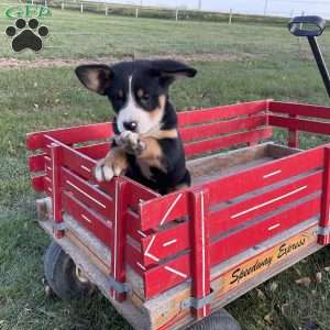 Toby, Greater Swiss Mountain Dog Puppy