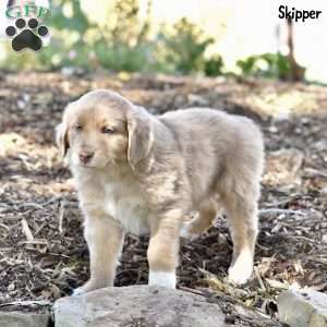 Skipper, Australian Shepherd Puppy