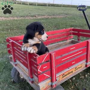 Toby, Greater Swiss Mountain Dog Puppy