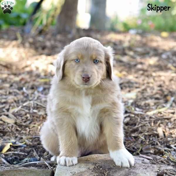 Skipper, Australian Shepherd Puppy