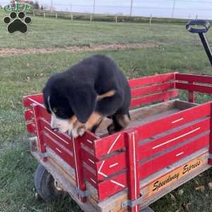 Toby, Greater Swiss Mountain Dog Puppy