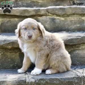 Skipper, Australian Shepherd Puppy