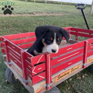 Toby, Greater Swiss Mountain Dog Puppy