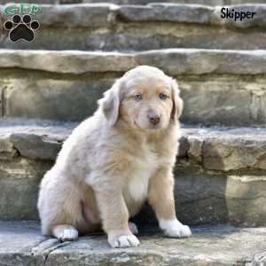 Skipper, Australian Shepherd Puppy