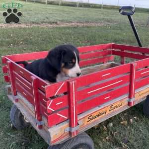 Toby, Greater Swiss Mountain Dog Puppy